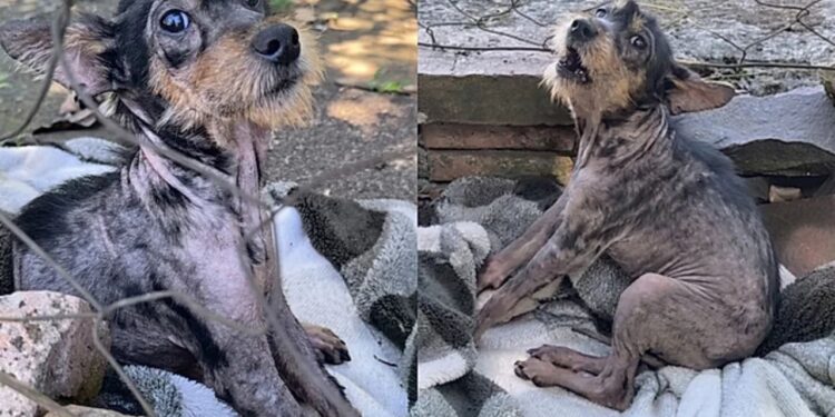 Ninguém queria esse cachorrinho até que um resgate mudou tudo de forma emocionante