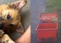 Moradores se unem para salvar cão abandonado em lixeira e doçura do animal surpreende