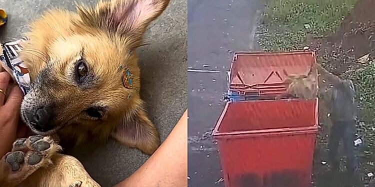 Moradores se unem para salvar cão abandonado em lixeira e doçura do animal surpreende