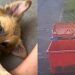 Moradores se unem para salvar cão abandonado em lixeira e doçura do animal surpreende