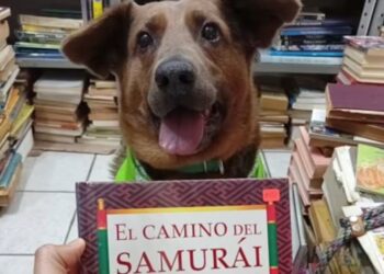 Cão cego resgatado em feira de livros agora é “dono” de uma livraria