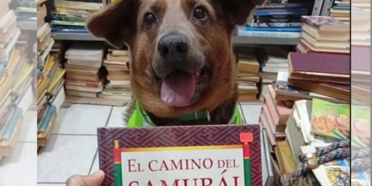 Cão cego resgatado em feira de livros agora é “dono” de uma livraria