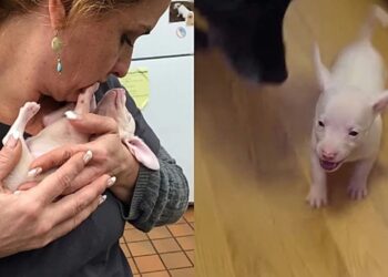 Cão cego e surdo conquista todos com seu jeito doce e aparência diferente