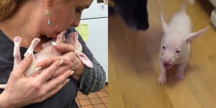 Cão cego e surdo conquista todos com seu jeito doce e aparência diferente