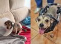 Após atropelamento, cão com paralisia surpreende ao voltar a se mover com ajuda especial