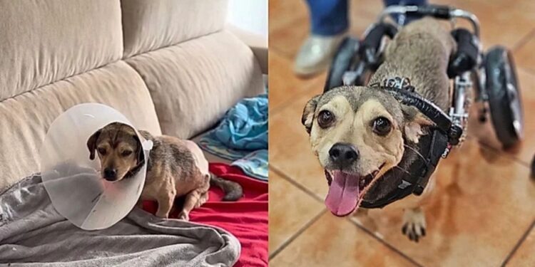 Após atropelamento, cão com paralisia surpreende ao voltar a se mover com ajuda especial