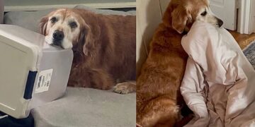 Golden considerado difícil de adotar ganha nova família e comportamento chama atenção