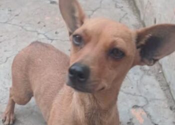 Ela foi encontrada dentro de um saco após ser arremessada por cima de uma cerca