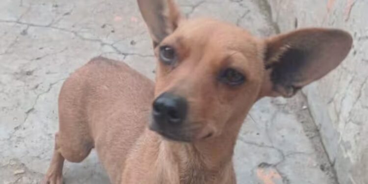 Ela foi encontrada dentro de um saco após ser arremessada por cima de uma cerca