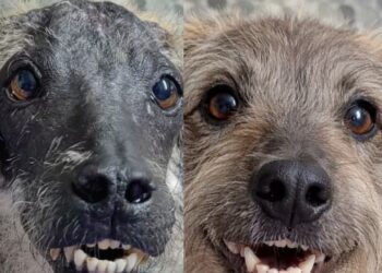 Cão resgatado com queimaduras emociona ao ter sua história recriada por inteligência artificial