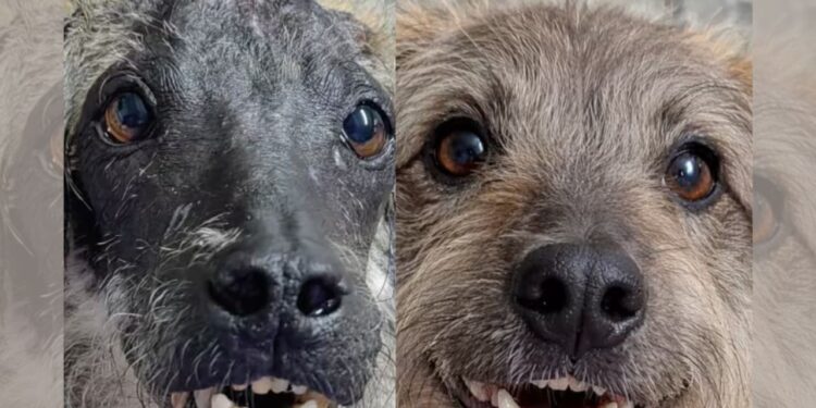 Cão resgatado com queimaduras emociona ao ter sua história recriada por inteligência artificial