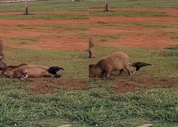 Mulher flagra capivaras virando de barriga para falcão e comportamento viraliza