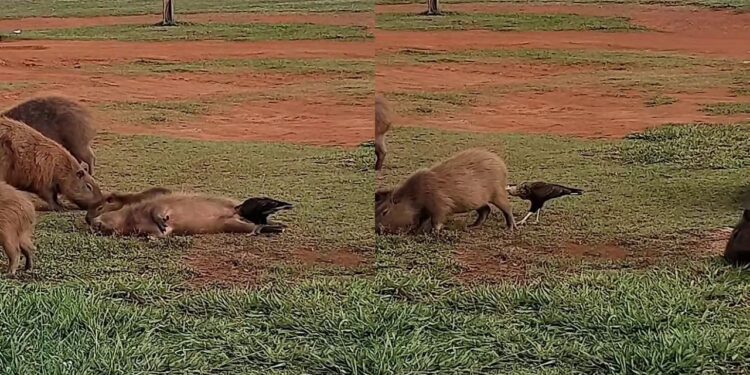 Mulher flagra capivaras virando de barriga para falcão e comportamento viraliza
