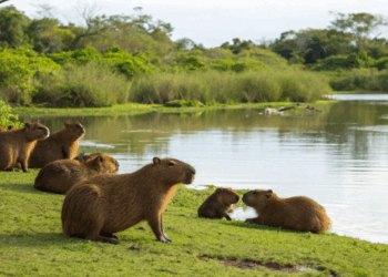 Cientistas revelam como enzima da capivara regula digestão e controla os carboidratos