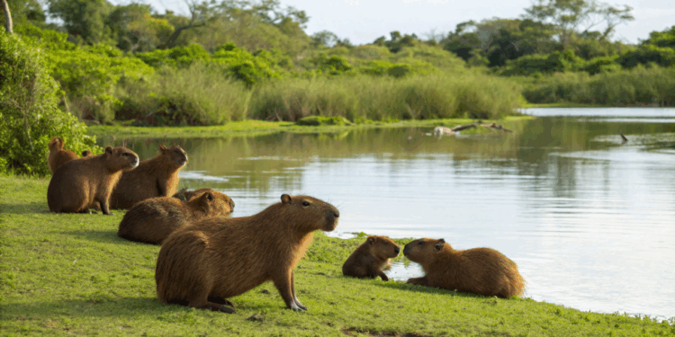 Cientistas revelam como enzima da capivara regula digestão e controla os carboidratos