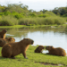 Cientistas revelam como enzima da capivara regula digestão e controla os carboidratos