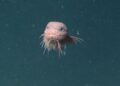 Cientistas documentam criaturas raras e espécies inéditas no fundo dos oceanos em expedições de 2025