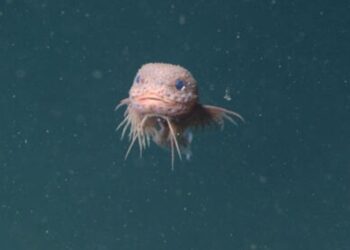 Cientistas documentam criaturas raras e espécies inéditas no fundo dos oceanos em expedições de 2025