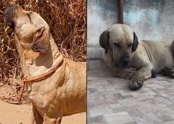 Cachorro espera por dias no mesmo lugar após abandono e história emociona moradores