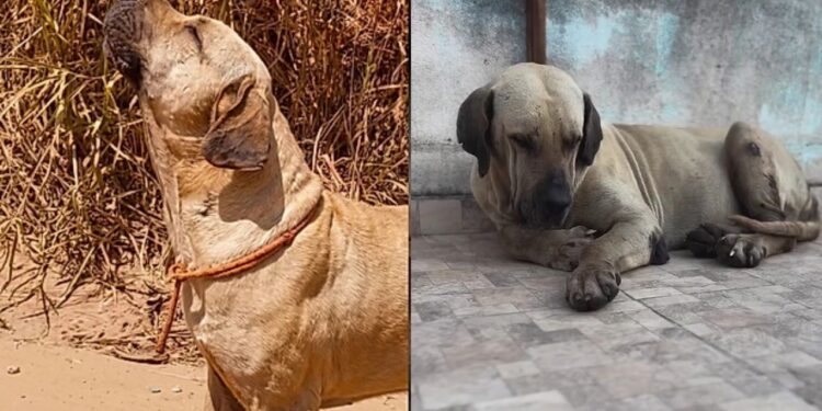 Cachorro espera por dias no mesmo lugar após abandono e história emociona moradores