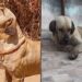 Cachorro espera por dias no mesmo lugar após abandono e história emociona moradores