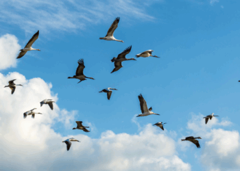 Nova espécie de pássaro no Japão intriga cientistas por DNA oculto