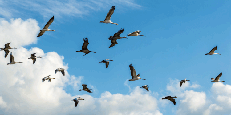 Nova espécie de pássaro no Japão intriga cientistas por DNA oculto