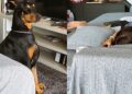 Ao sentir presença desconhecida em casa, doberman assume postura protetora ao lado da criança