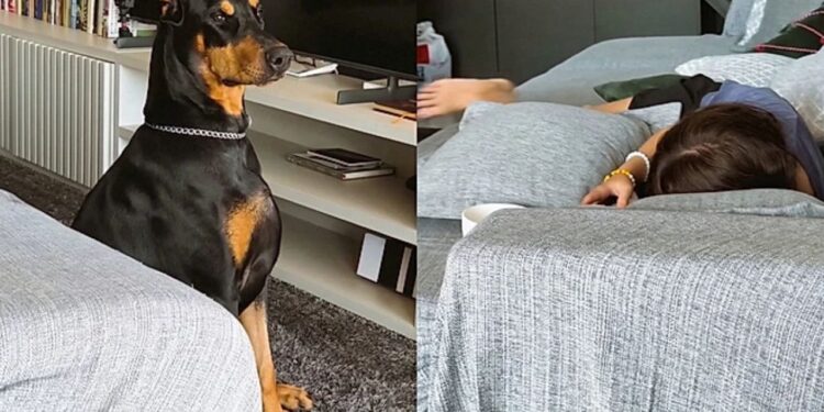 Ao sentir presença desconhecida em casa, doberman assume postura protetora ao lado da criança