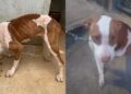 “Ela só queria um pouco de comida”: pitbull abandonada emociona ao ganhar segunda chance