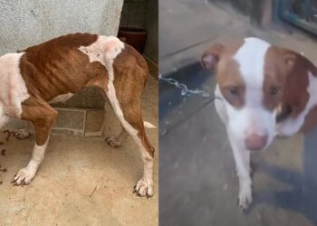 “Ela só queria um pouco de comida”: pitbull abandonada emociona ao ganhar segunda chance