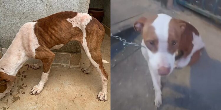 “Ela só queria um pouco de comida”: pitbull abandonada emociona ao ganhar segunda chance