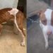 “Ela só queria um pouco de comida”: pitbull abandonada emociona ao ganhar segunda chance