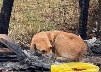 “Ela não saiu dali nem entre as cinzas”: cadela emociona ao guardar o que restou da própria casinha após incêndio