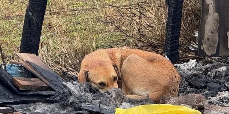 “Ela não saiu dali nem entre as cinzas”: cadela emociona ao guardar o que restou da própria casinha após incêndio