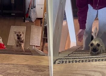 Filhote sem patas dianteiras é encontrado no lixo e história emociona