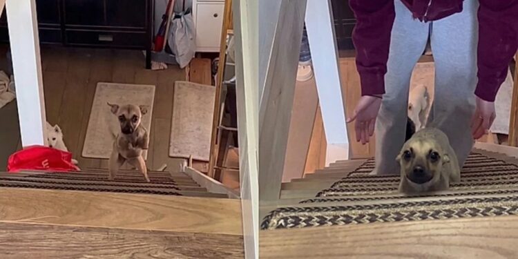 Filhote sem patas dianteiras é encontrado no lixo e história emociona