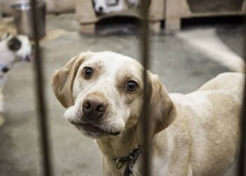 Filhote sem patas dianteiras é encontrado no lixo e história emociona