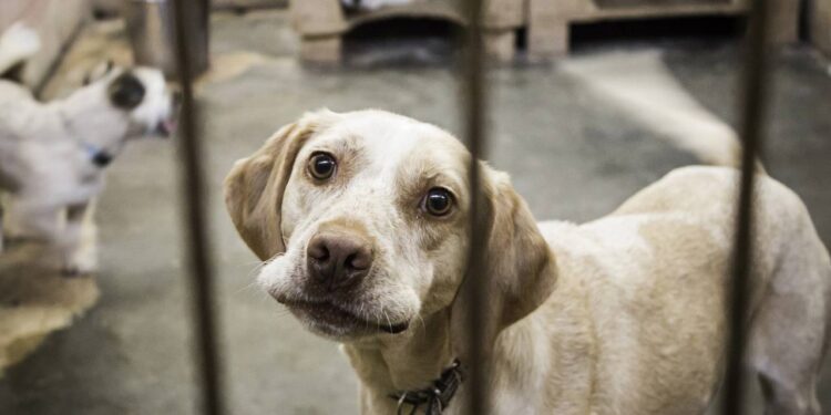 Filhote sem patas dianteiras é encontrado no lixo e história emociona