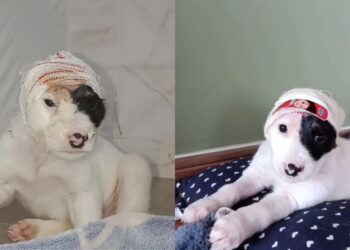 Menina de 10 anos encontra filhote ferido no mato e atitude emociona nas redes