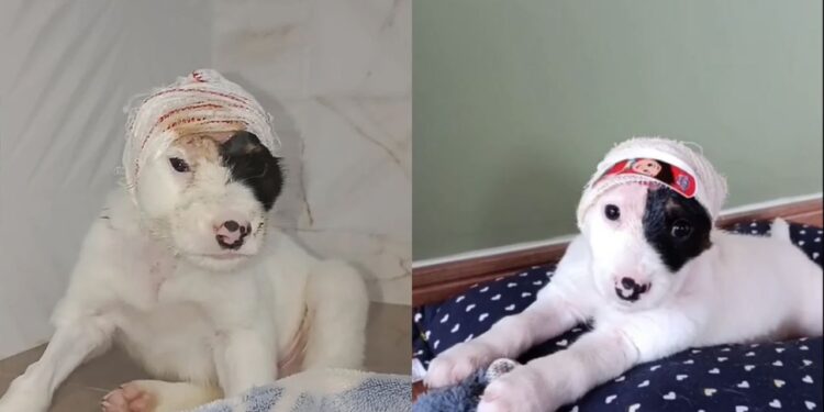 Menina de 10 anos encontra filhote ferido no mato e atitude emociona nas redes