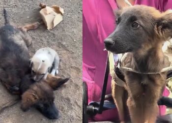 Filhote fica ao lado da irmã paralítica e mostra o verdadeiro significado de lealdade