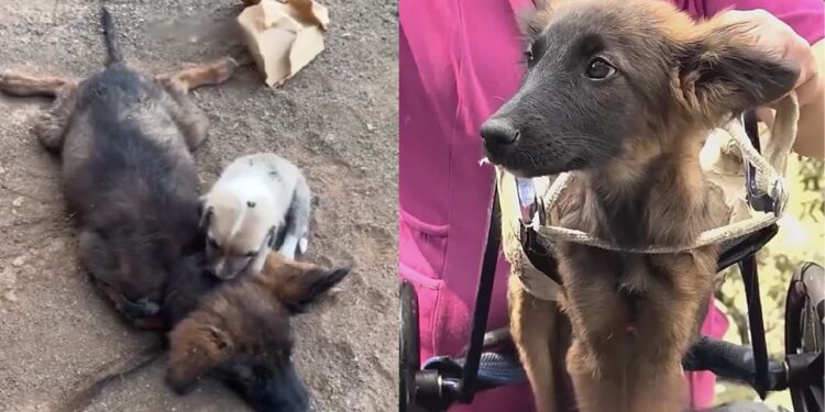 Filhote fica ao lado da irmã paralítica e mostra o verdadeiro significado de lealdade