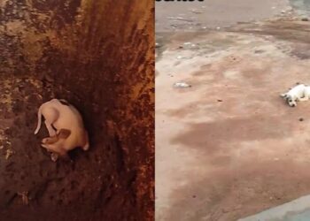 Filhote cai em boca de lobo e resgate em rua movimentada chama atenção