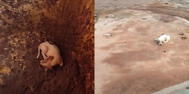 Filhote cai em boca de lobo e resgate em rua movimentada chama atenção