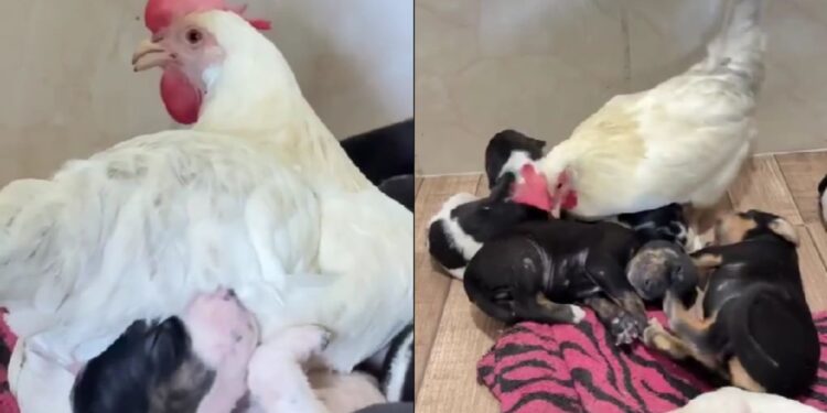 Filhotes de cachorro são aquecidos por galinha enquanto a mãe se ausenta e cena emociona tutora