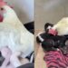 Filhotes de cachorro são aquecidos por galinha enquanto a mãe se ausenta e cena emociona tutora