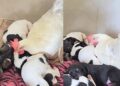 Filhotes de cachorro são aquecidos por galinha enquanto a mãe se ausenta e cena emociona tutora