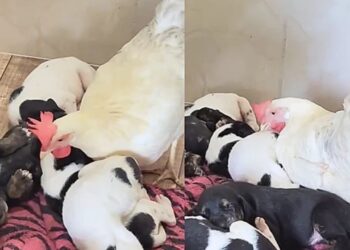 Filhotes de cachorro são aquecidos por galinha enquanto a mãe se ausenta e cena emociona tutora