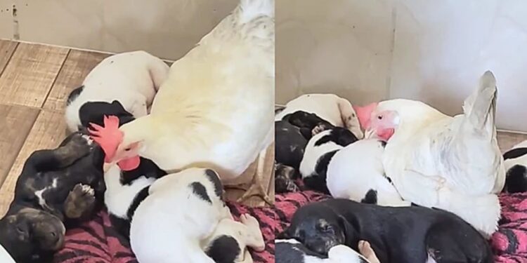 Filhotes de cachorro são aquecidos por galinha enquanto a mãe se ausenta e cena emociona tutora